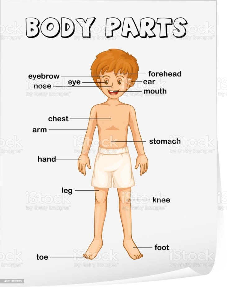 Body Parts Stock Illustration - Download Image Now - iStock